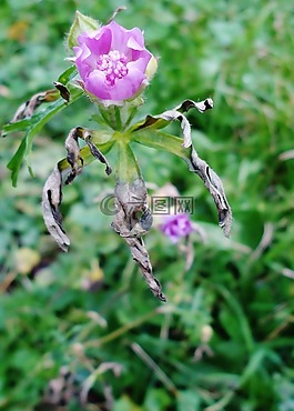 花,粉色,損壞