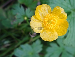 毛茛,花,黃色