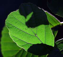 葉子,綠色,光