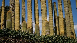 仙人掌,花園,植物區(qū)系