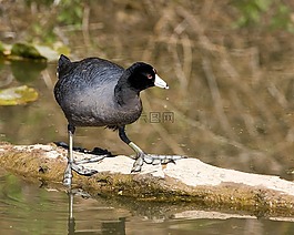 美國笨人,鳥,野生動(dòng)物