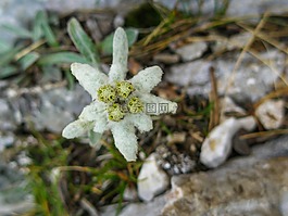 雪絨花,高山,山