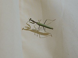 螳螂菩提樹,螳螂,bug