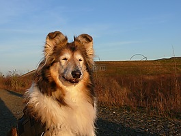 牧羊犬,狗,純種狗