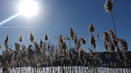 冬天,太陽,天空