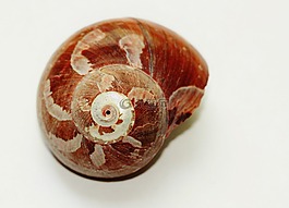 蝸牛,殼,外殼