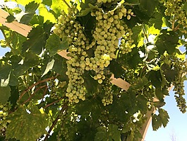 葡萄藤,葡萄,蒂梅丘拉