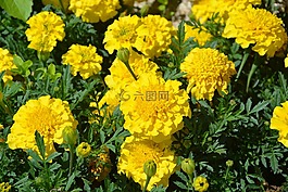 康乃馨，印度,黃色,鮮花