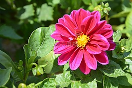 鲜花,粉色,fushia
