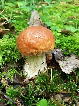 蘑菇,牛肝菌,森林
