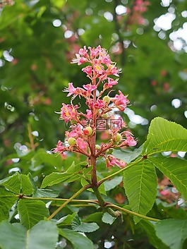 開花,板栗,紅色