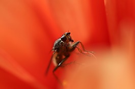 飛,昆蟲,內(nèi)