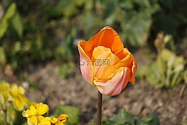 鮮花,郁金香,植物區(qū)系