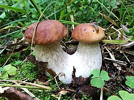 蘑菇,牛肝菌,森林