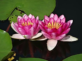 蓮花,睡蓮,粉紅色