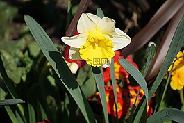 喇叭花,花,植物區(qū)系