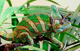 變色龍,爬行動物,動物