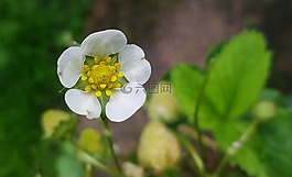 开花,草莓花,草莓植株