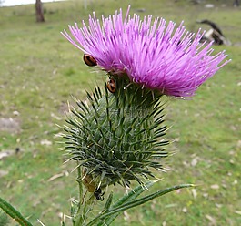 花,甲蟲,薊