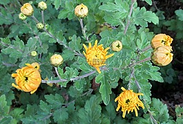 秋季,花园,菊花
