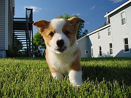 小狗,狗,柯基犬圖片