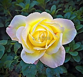 玫瑰,玫瑰綻放,豐花