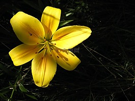百合,花,花園里的花