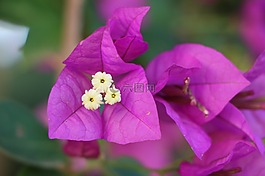 花,粉紅色,紫色