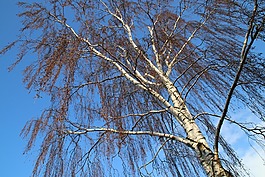 木材,蓝色,天空