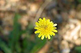 花,黃色,黃色的花