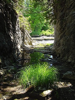 河,植物,峡谷
