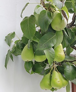 綠色,梨子,果樹