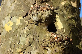 飛機(jī),樹,吠