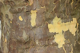 飛機(jī),樹,吠