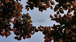 葉子,天空,葉