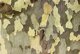 飛機(jī),樹,吠