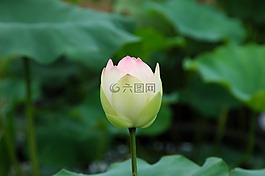 蓮花,鮮花,植物