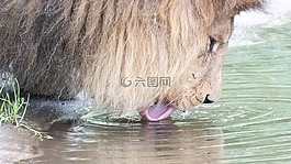 獅子,喝,動(dòng)物園
