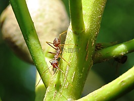 蚂蚁,关闭了,绿色