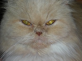 貓咪,貓眼,貓臉