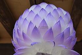 顏色,壁紙,蓮花
