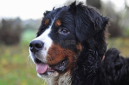 狗,伯恩山犬,大狗