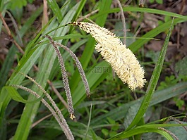 植物區(qū)系,草,種子