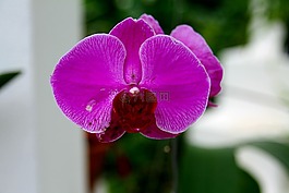 蘭花,紫色,鮮花