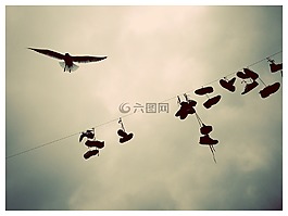 比利時,鳥,衣服的線