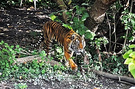 虎,動物園,貓