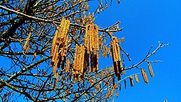 榛樹,春天,性質