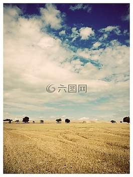 景觀,樹(shù)木,字段