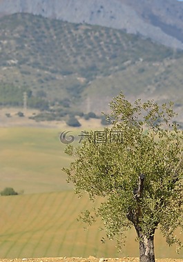 樹(shù),西班牙,景觀