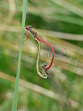 蜻蜓,豆娘,ceriagrion tenellum